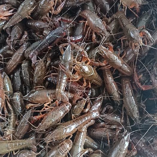 洪湖市湖北清水小龙虾 小青2-4钱产地直发一手货源支持全国发货