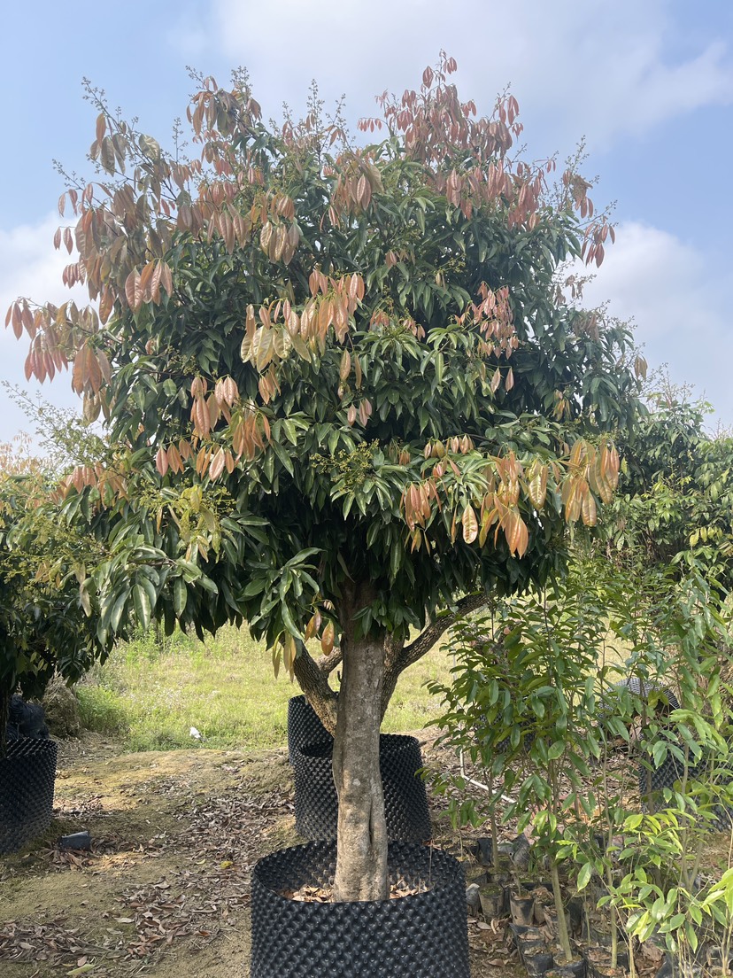 荔枝树苗桂味大树