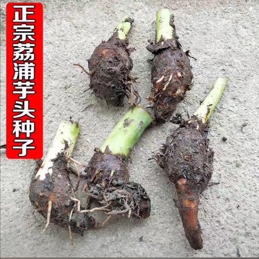 富川县荔浦芋种、香芋芋种、种苗、种子