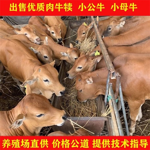 郓城县鲁西黄肉牛犊 买十送一 牛场直销  保证健康成活 货到付款