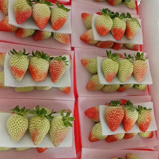 会泽县蒙特瑞夏季草莓（十合一）