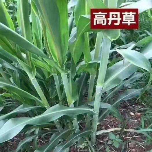 郓城县高丹草