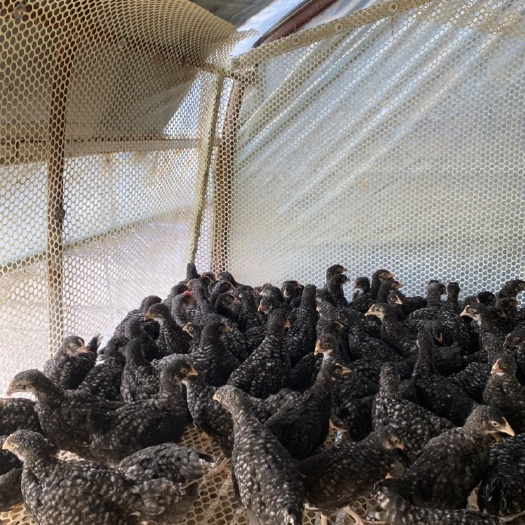 郓城县自家散养芦花鸡，公鸡肉质鲜美母鸡产蛋多，零售批发，疫苗齐全
