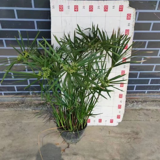 成都旱伞草成都