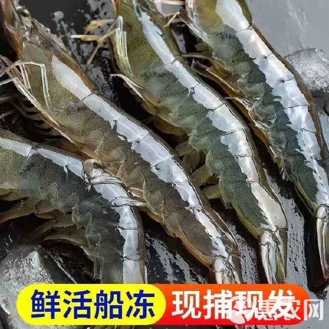 【顺丰24小时内发货】大虾鲜活冷冻海鲜大水产品 青岛海虾