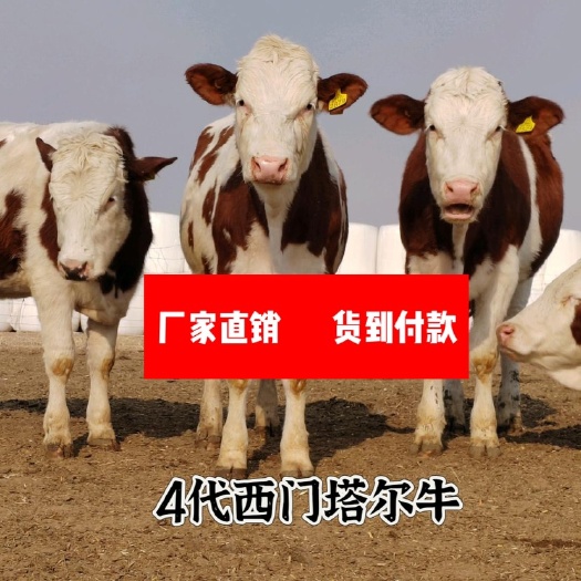 郓城县西门塔尔肉牛 牛场一手货源 买十送一 买好牛与我联系