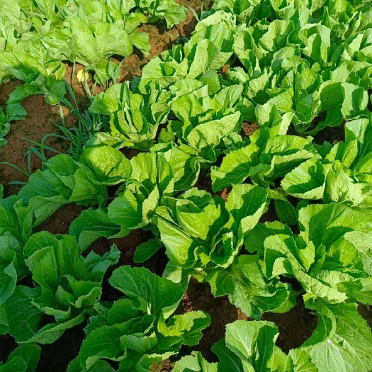 陆良县芥菜 水东芥菜 芥蓝 云南芥菜 只接精包装的长期客户