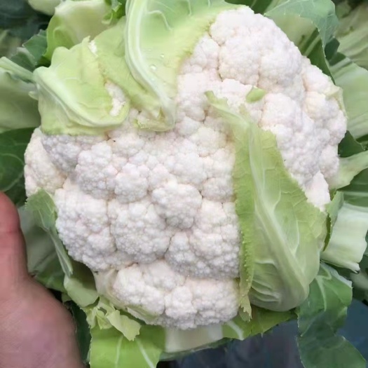 邯郸白花菜花