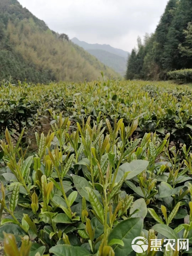 粤北高山绿茶