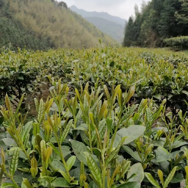 粤北高山绿茶