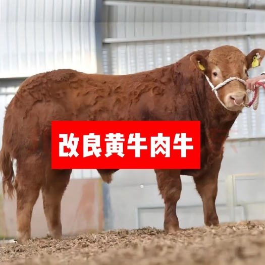 郓城县鲁西黄肉牛 牛场一手货源 买十送一 保证健康 疫苗齐全