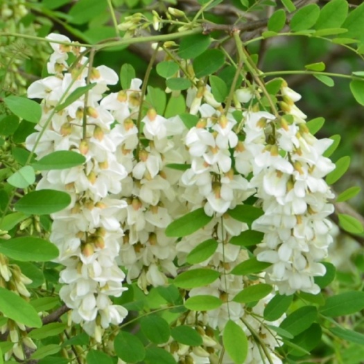 宜阳县洋槐花/新鲜洋槐花