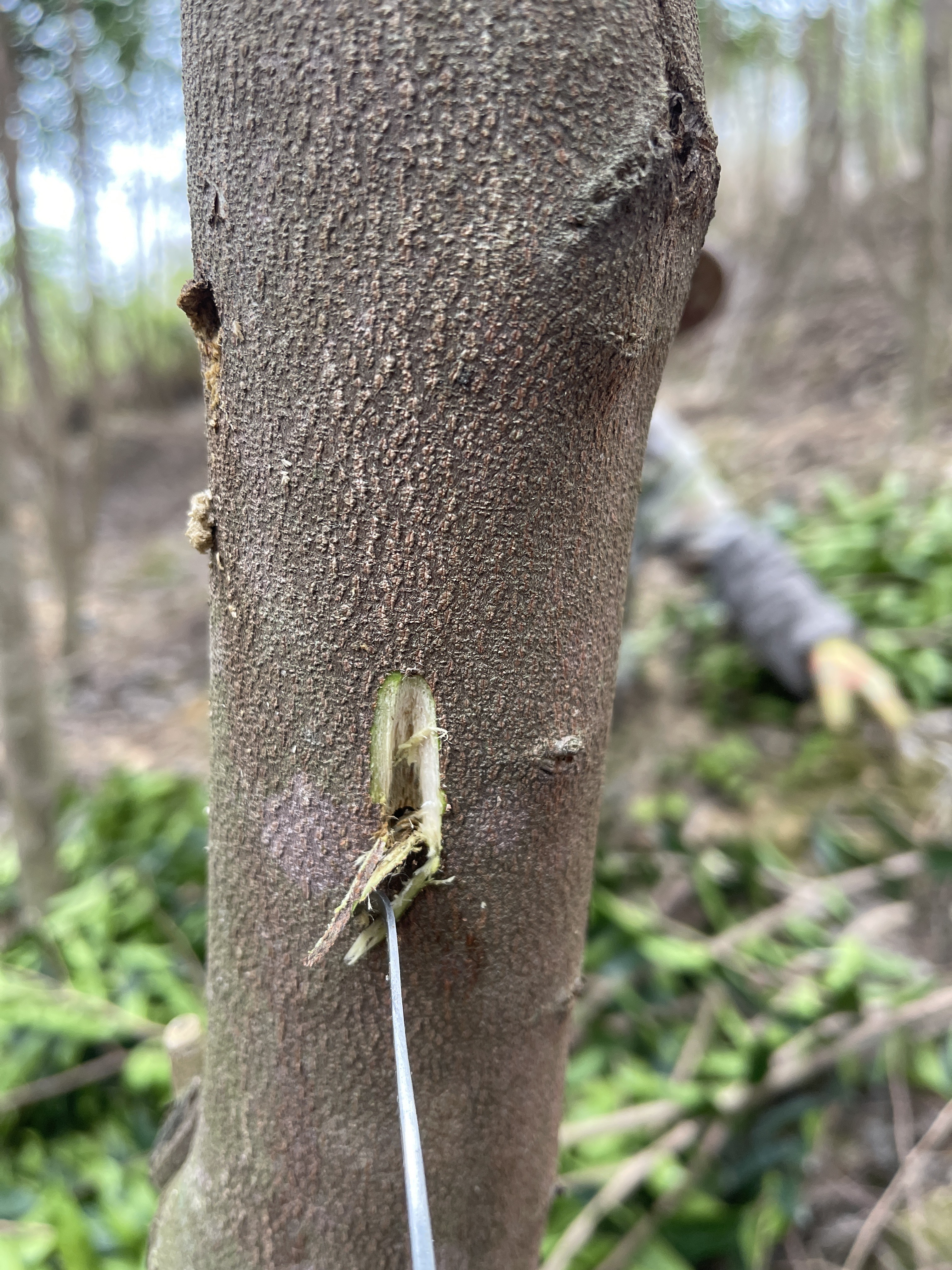 奇楠沉香树 奇楠沉香苗带营养袋发货种植的，各种规格齐全￼