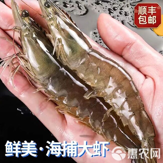 【顺丰24小时内发货】大虾鲜活冷冻海鲜大水产品 青岛海虾