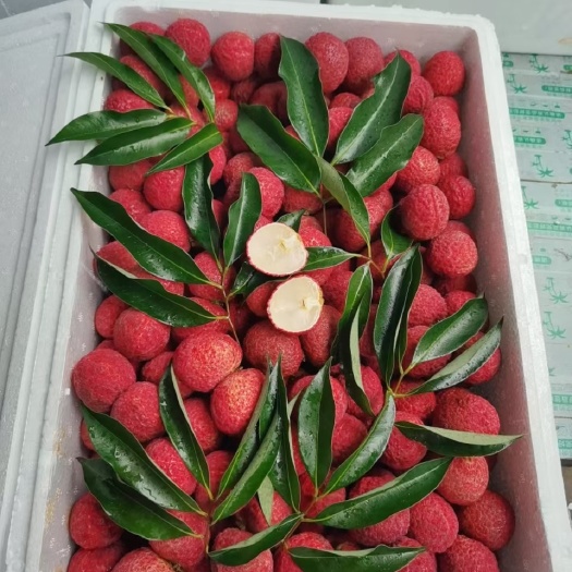 海南无核荔枝种植在长寿之乡富硒福地无核无渣