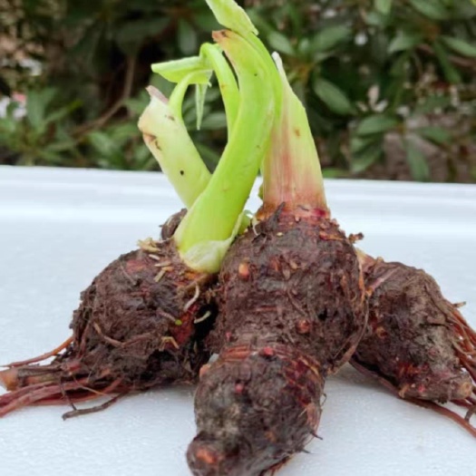 湖南祁阳芋头苗种苗槟榔芋新鲜现挖大香芋农家种植栽培非荔浦县产