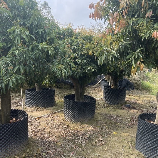 灵山县桂味荔枝苗 桂味荔枝嫁接苗 无核荔枝糯米糍荔枝苗妃子荔枝苗