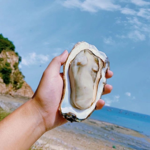 廉江市湛江生蚝批发，肉质鲜嫩，饱满弹牙，来自原产地的美味。