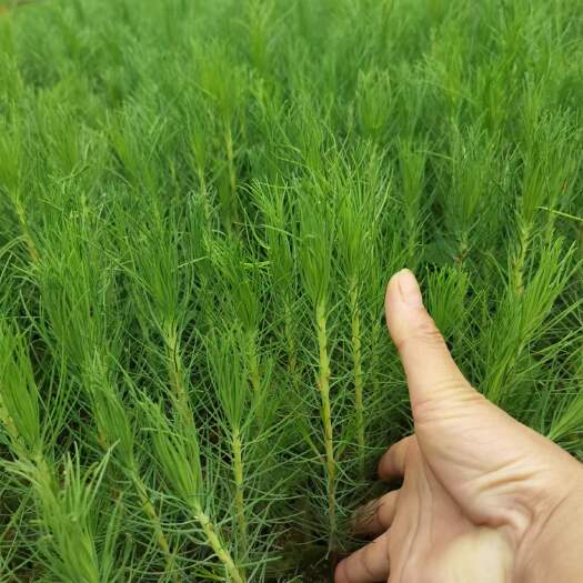 灵山县湿地松树苗
