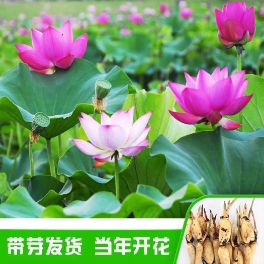 沭阳县大型荷花观赏可食用莲藕种藕苗夏季水缸池塘好养水培花卉植物