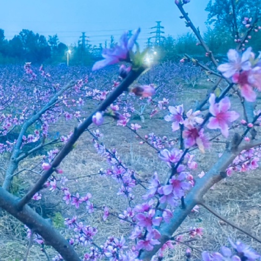 大邑县(蝶香溪家庭农场)出租或商务合作！