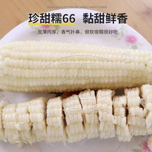 夏邑县国审珍甜糯66甜糯玉米种子绿皮大棒皮薄肉厚粘糯香甜商品性佳
