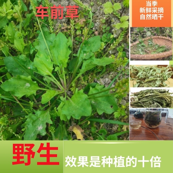 车前草泡茶整株全草无硫干晒干泡水中药材去火牛舌草固体