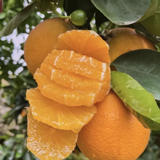 湖北秭归夏橙 皮薄籽少 果味浓郁 9分甜1分酸 现摘现发