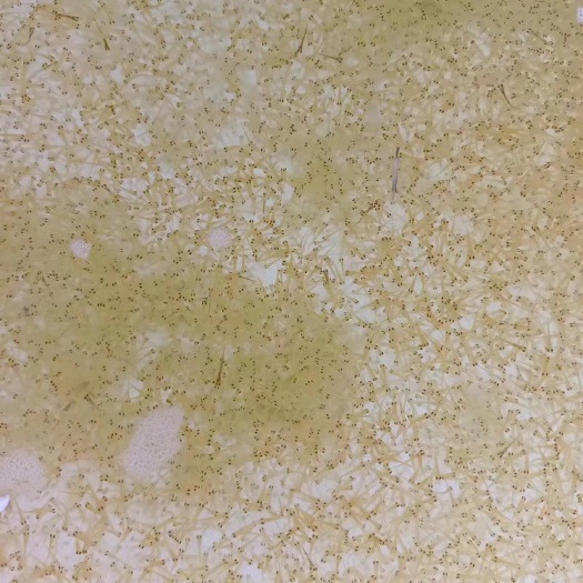 南阳锦鲤水花送20％备损