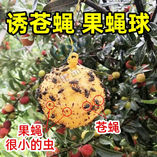 广州果树粘虫球诱蝇球柑橘大小实蝇诱球沾虫球瓜果用粘实蝇农用家用