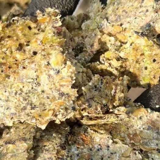 石家庄熟榨豆饼 蛋白26 脂肪8 灰分12
