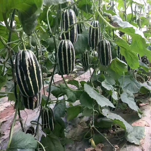 寿光市博洋甜瓜苗 羊角蜜 绿宝石 嫁接甜瓜苗 提供技术指导