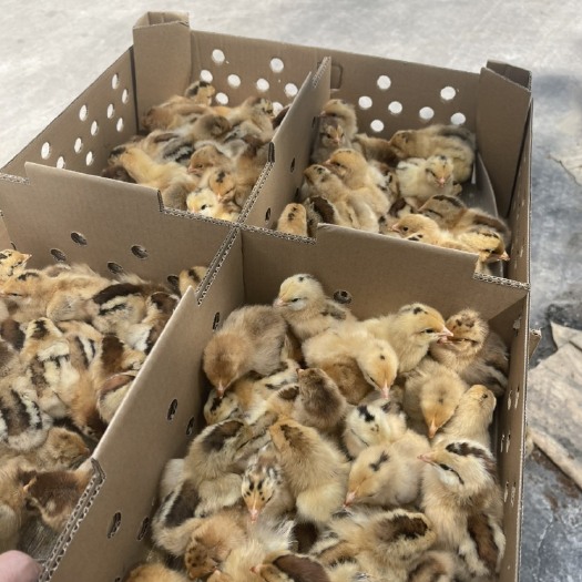 广汉市大发红瑶土鸡苗