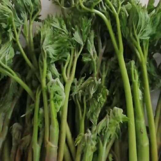 阿尔山市苦力芽荞麦芽大兴安岭野生升麻野菜