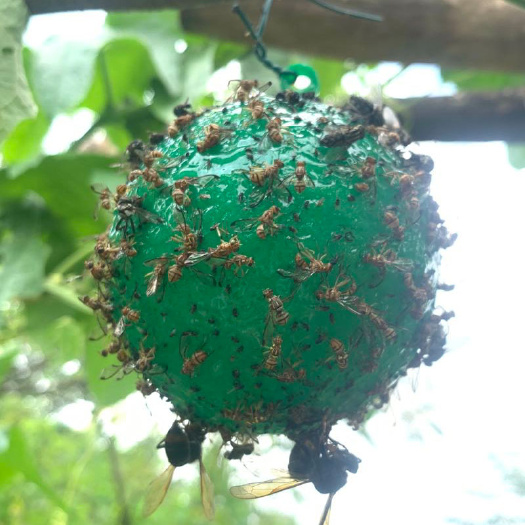 广州粘虫球丝瓜果实蝇贴诱蝇球针蜂马蜂色引诱剂果蝇器双面黄板纸