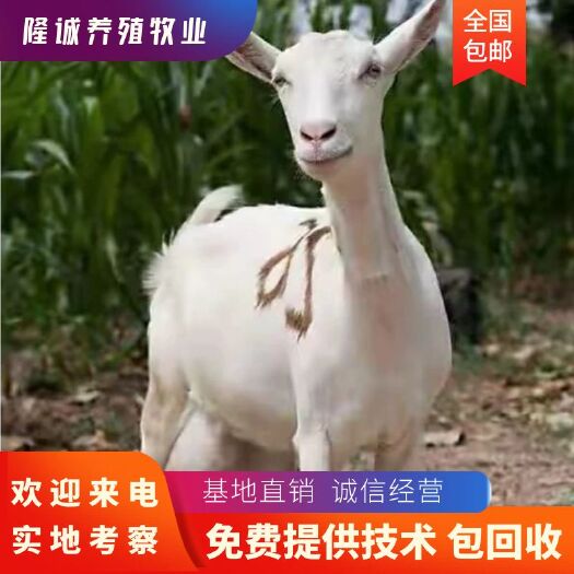 丰县萨能奶山羊 支持线上下单纯种奶羊厂家直销确保纯种活体羊羔