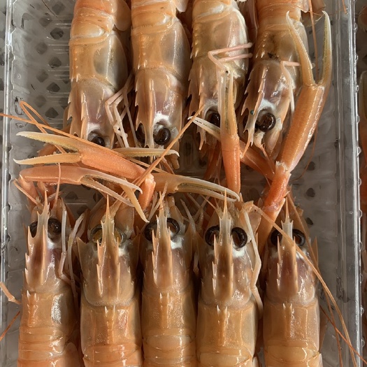 北海鳌虾对虾深海天然鳌虾甜虾刺身海捕小龙虾 海鲜铁甲虾 批发