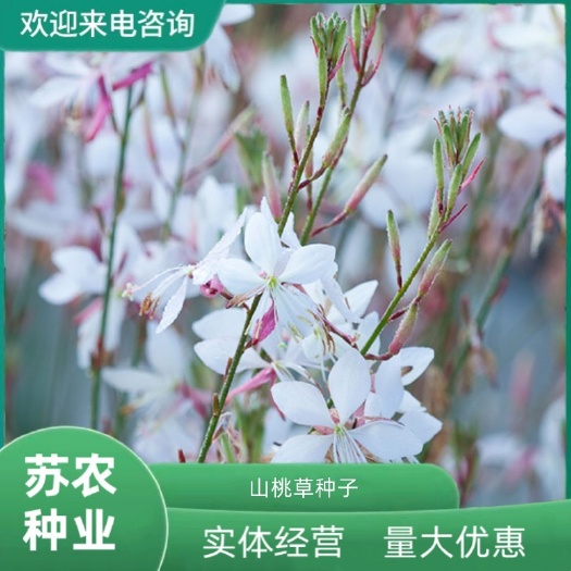 沭阳县山桃草花种子多年生紫叶千鸟花种子四季庭院盆栽阳台花种籽子
