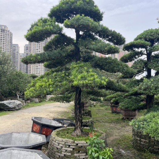 佛山3米5高罗汉松