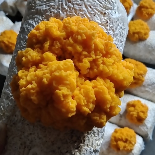 耳中贵族，菌中燕窝，食疗“软黄金”金耳。