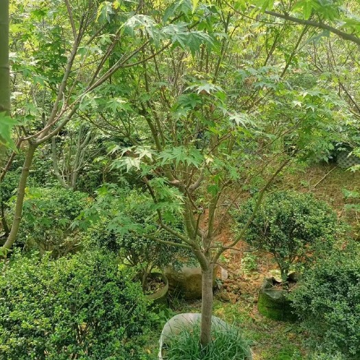 漳浦县鸡爪槭