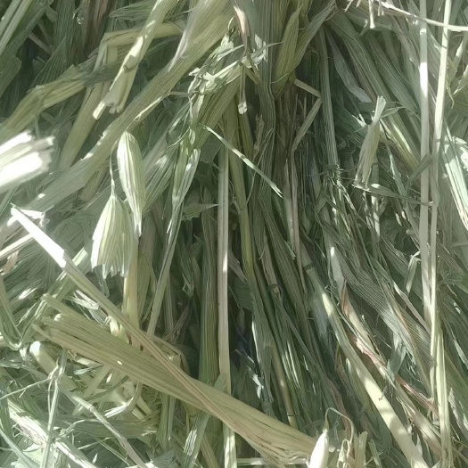 金昌优质燕麦草