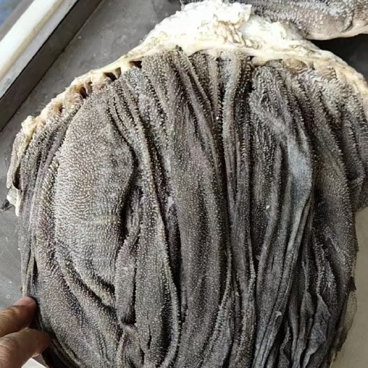 阳信县牛毛肚，百叶