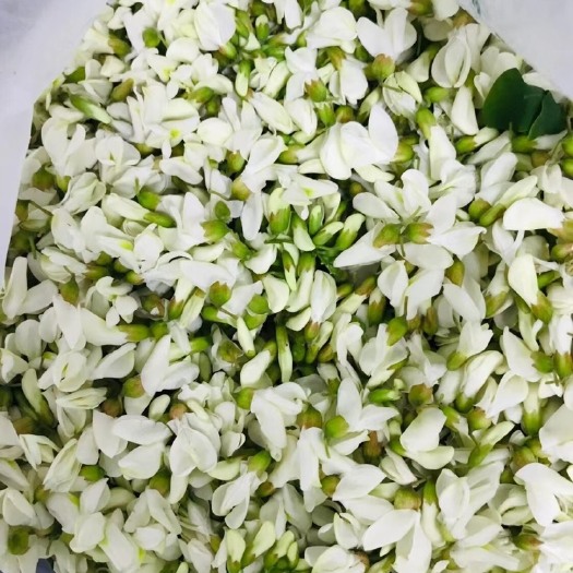 唐河县槐花