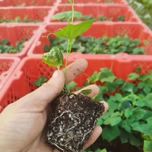 长沙吊瓜苗