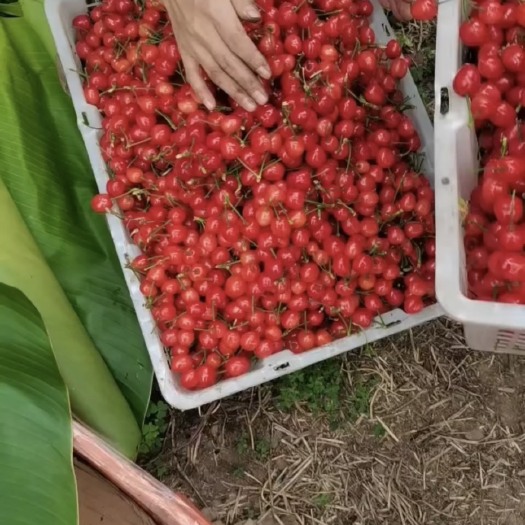 六盘水红灯樱桃精品上市，