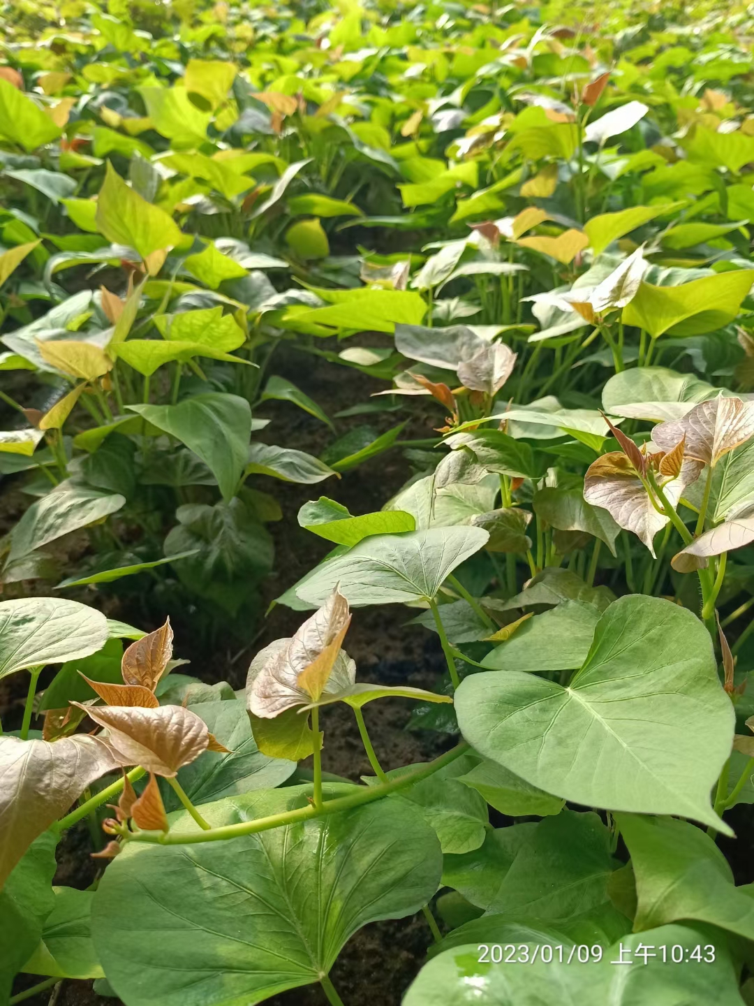 紅薯苗煙薯苗，床苗。