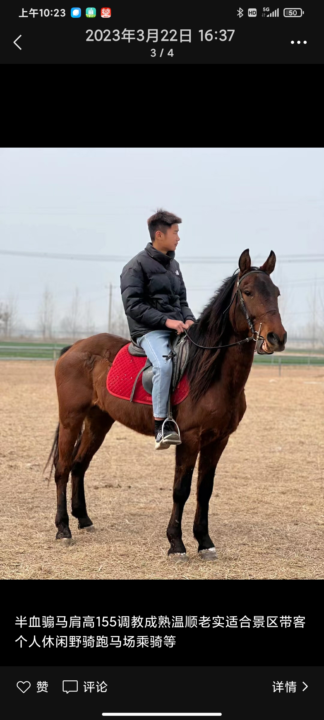 大马各种颜色 白龙马枣红色骑乘马 调教成熟 半血马 包送到家