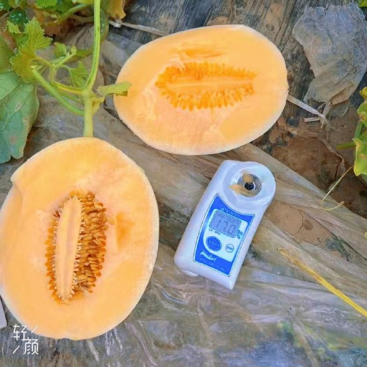 长沙单县香瓜