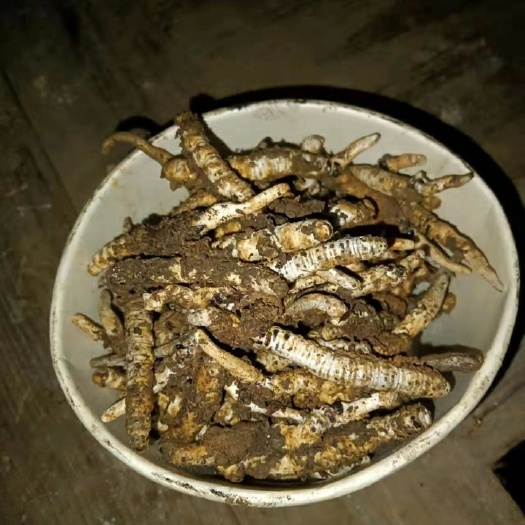 松桃县冬虫夏草